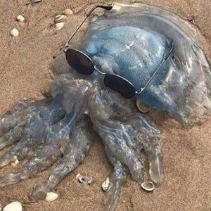 Meet your Posher, Luis